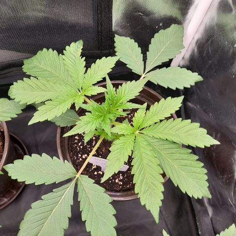 Sherbet Queen  growlog timeline photo