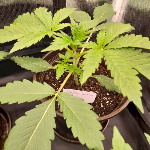 Sherbet Queen  growlog timeline photo