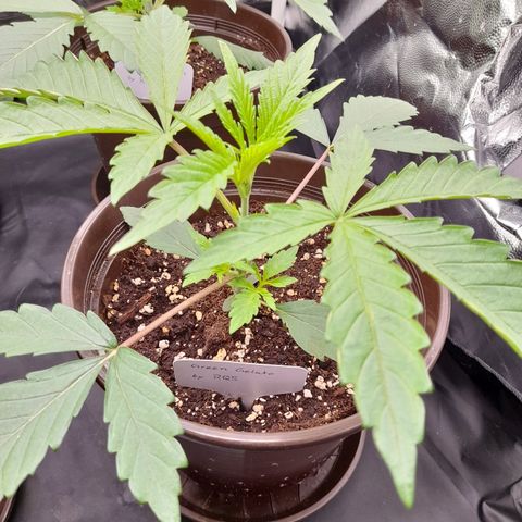 Green Gelato  growlog timeline photo