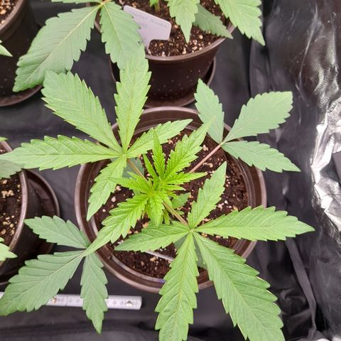 Green Gelato  growlog timeline photo
