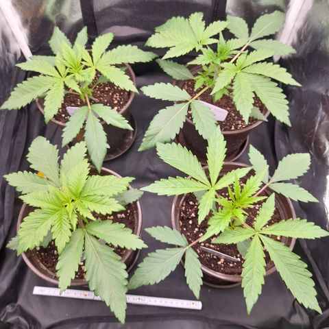 Pink Runtz  growlog timeline photo