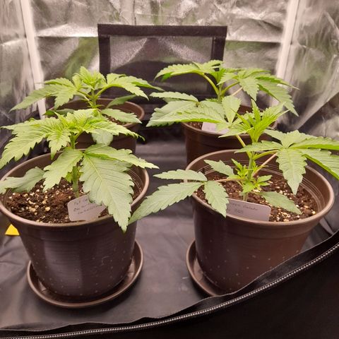Pink Runtz  growlog timeline photo