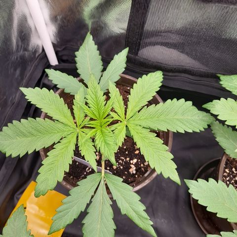 Pink Runtz  growlog timeline photo