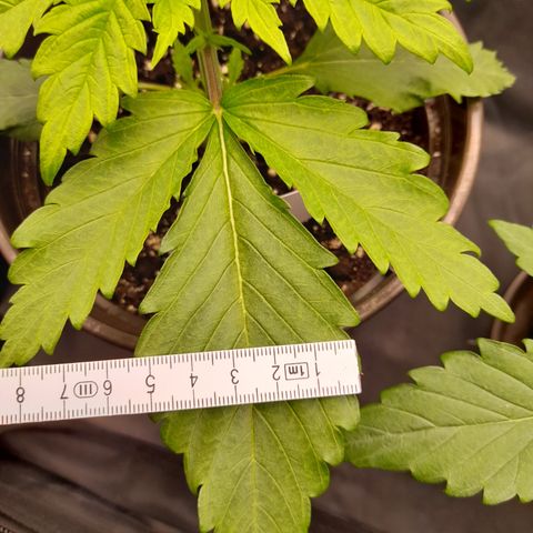 Fat Gorilla  growlog timeline photo