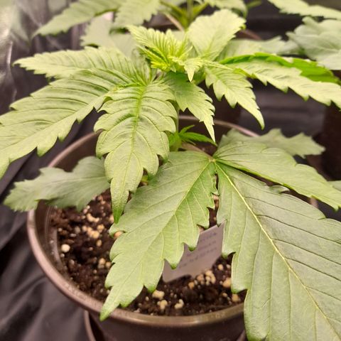 Fat Gorilla  growlog timeline photo