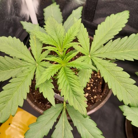 Pink Runtz  growlog timeline photo