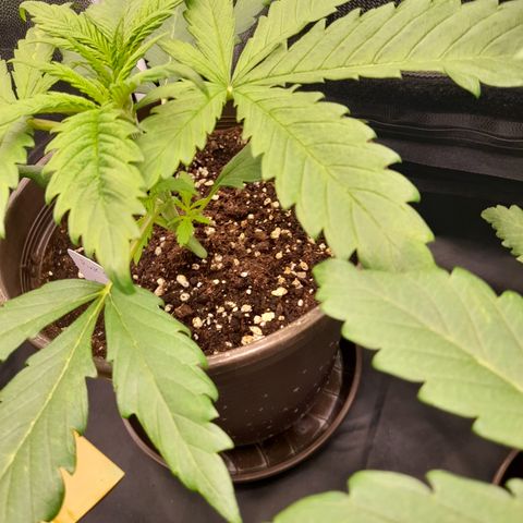 Pink Runtz  growlog timeline photo