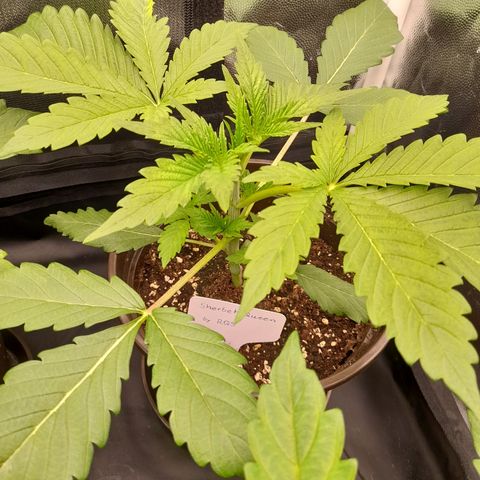 Sherbet Queen  growlog timeline photo