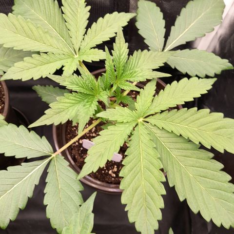 Sherbet Queen  growlog timeline photo