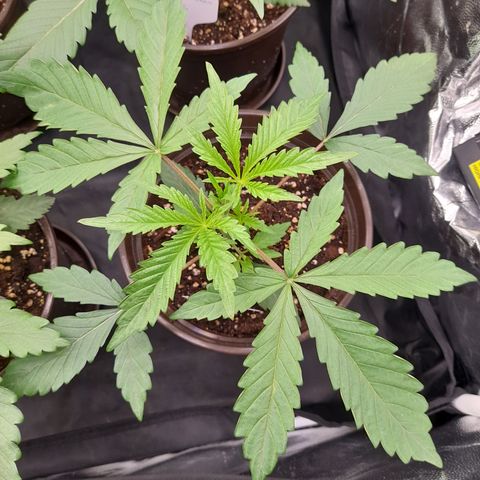 Green Gelato  growlog timeline photo