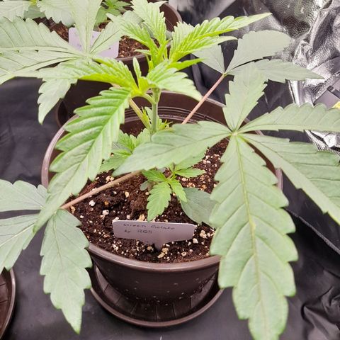 Green Gelato  growlog timeline photo