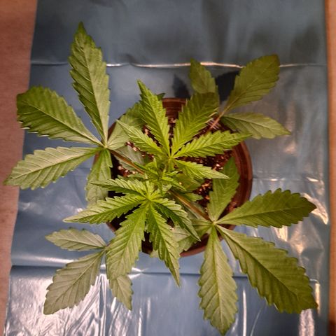 Green Gelato  growlog photo: Bild für Bild wie das Mainlining beginnt