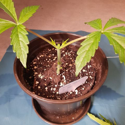 Green Gelato  growlog photo: Bild für Bild wie das Mainlining beginnt