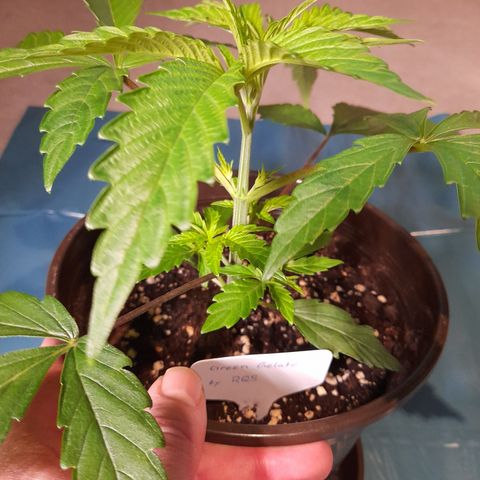 Green Gelato  growlog photo: Bild für Bild wie das Mainlining beginnt