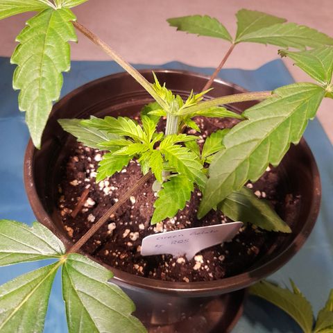Green Gelato  growlog photo: Bild für Bild wie das Mainlining beginnt