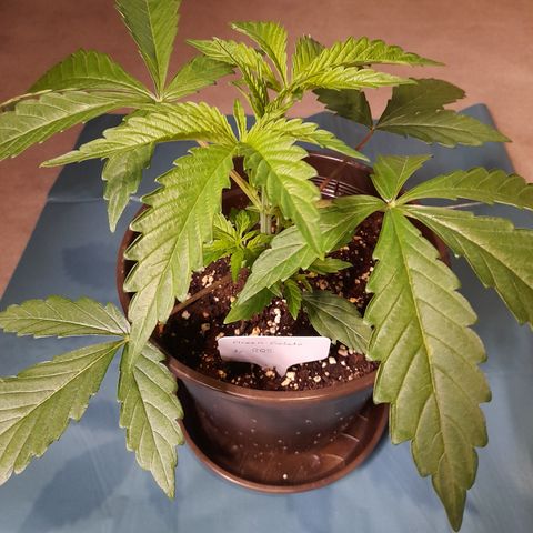 Green Gelato  growlog photo: Bild für Bild wie das Mainlining beginnt