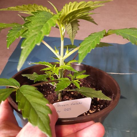 Green Gelato  growlog photo: Bild für Bild wie das Mainlining beginnt
