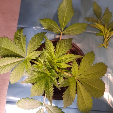 Sherbet Queen  growlog photo: Bild für Bild wie das Mainlining beginnt