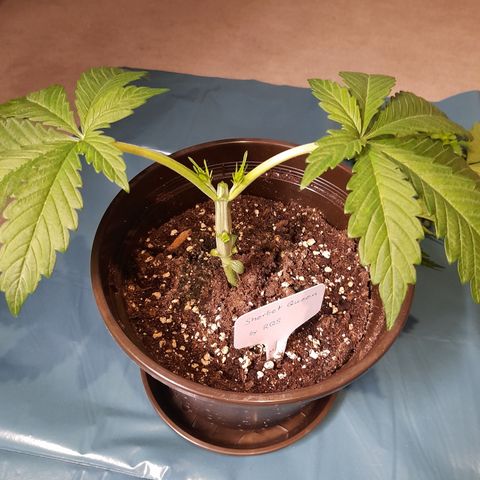 Sherbet Queen  growlog photo: Bild für Bild wie das Mainlining beginnt