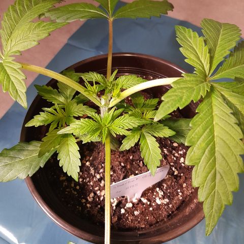 Sherbet Queen  growlog photo: Bild für Bild wie das Mainlining beginnt