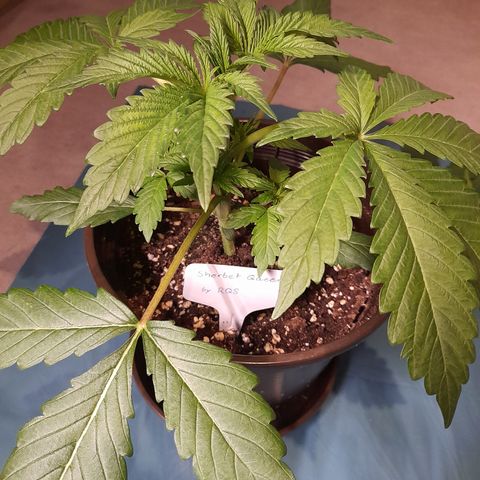 Sherbet Queen  growlog photo: Bild für Bild wie das Mainlining beginnt