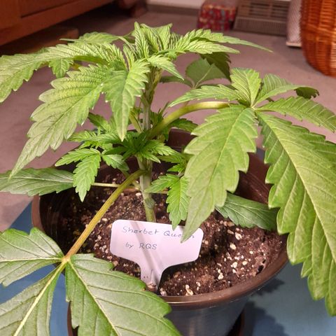 Sherbet Queen  growlog photo: Bild für Bild wie das Mainlining beginnt