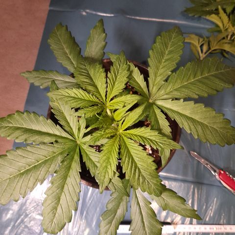 Pink Runtz  growlog photo: Bild für Bild wie das Mainlining beginnt 