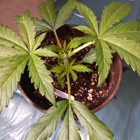 Pink Runtz  growlog photo: Bild für Bild wie das Mainlining beginnt 