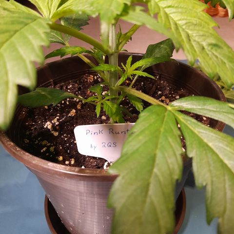 Pink Runtz  growlog photo: Bild für Bild wie das Mainlining beginnt 