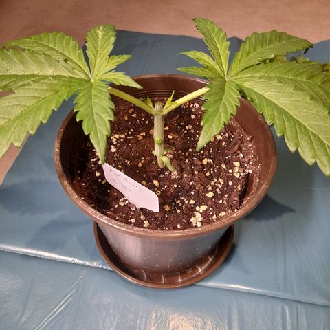 Pink Runtz  growlog photo: Bild für Bild wie das Mainlining beginnt 