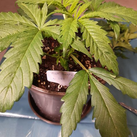 Pink Runtz  growlog photo: Bild für Bild wie das Mainlining beginnt 