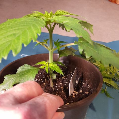 Fat Gorilla  growlog photo: Bild für Bild wie das Mainlining beginnt 