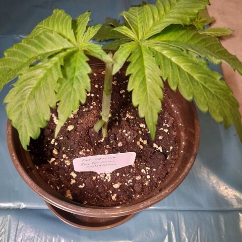 Fat Gorilla  growlog photo: Bild für Bild wie das Mainlining beginnt 