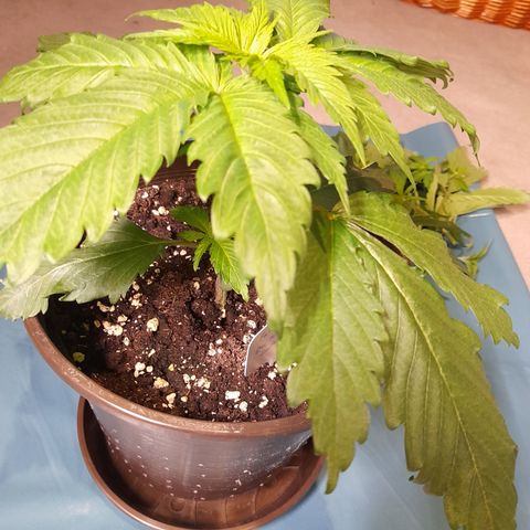 Fat Gorilla  growlog photo: Bild für Bild wie das Mainlining beginnt 