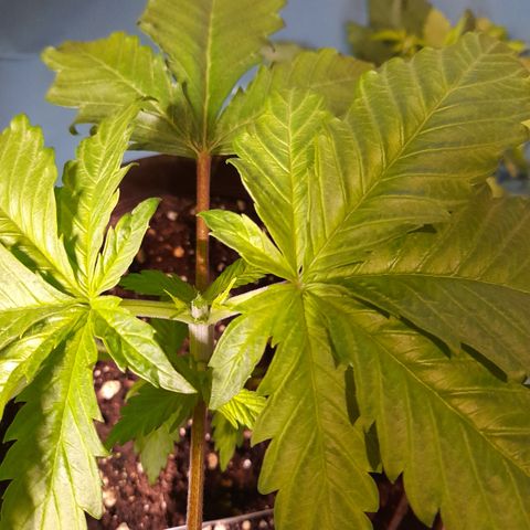 Fat Gorilla  growlog photo: Bild für Bild wie das Mainlining beginnt 