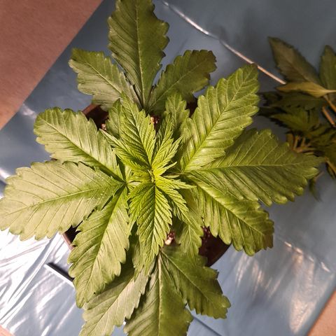 Fat Gorilla  growlog photo: Bild für Bild wie das Mainlining beginnt 