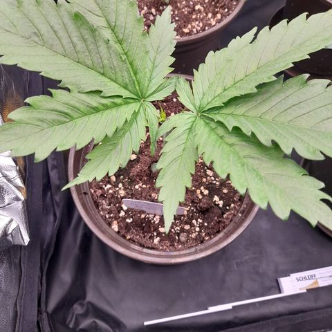 Fat Gorilla  growlog timeline photo