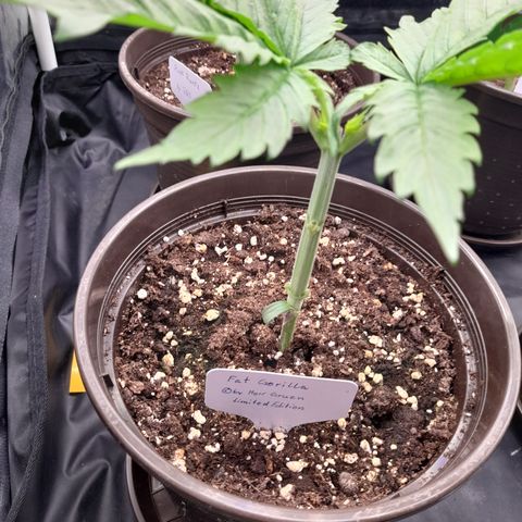 Fat Gorilla  growlog timeline photo