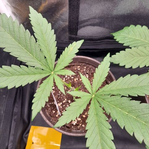 Pink Runtz  growlog timeline photo
