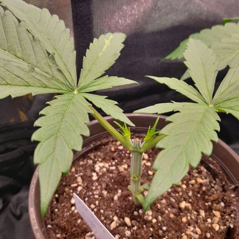 Pink Runtz  growlog timeline photo