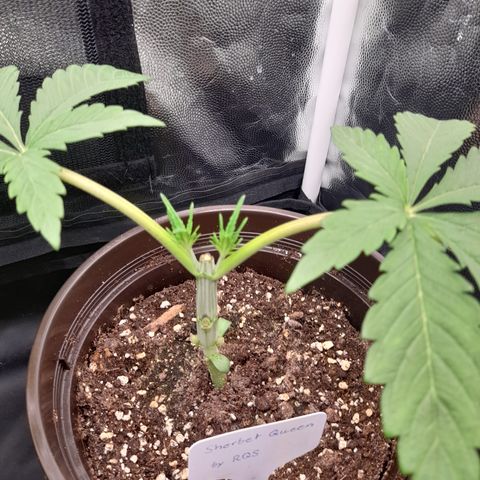 Sherbet Queen  growlog timeline photo