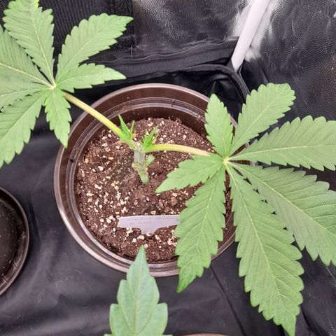 Sherbet Queen  growlog timeline photo