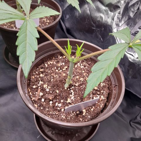 Green Gelato  growlog timeline photo
