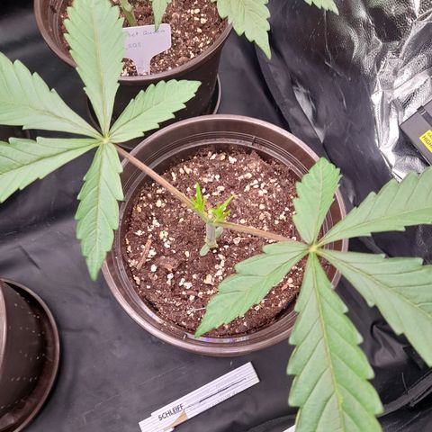 Green Gelato  growlog timeline photo