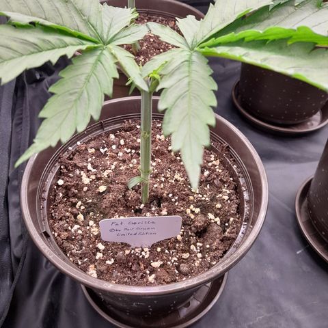 Fat Gorilla  growlog timeline photo