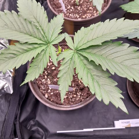 Fat Gorilla  growlog timeline photo