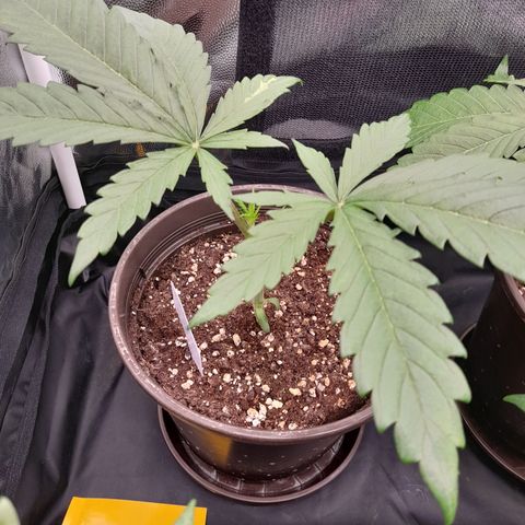 Pink Runtz  growlog timeline photo