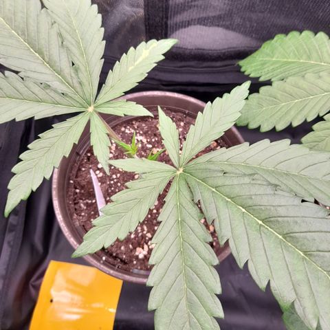 Pink Runtz  growlog timeline photo