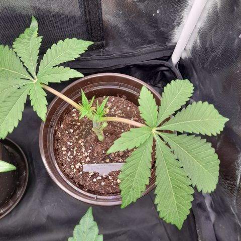 Sherbet Queen  growlog timeline photo