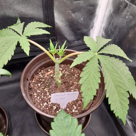 Sherbet Queen  growlog timeline photo